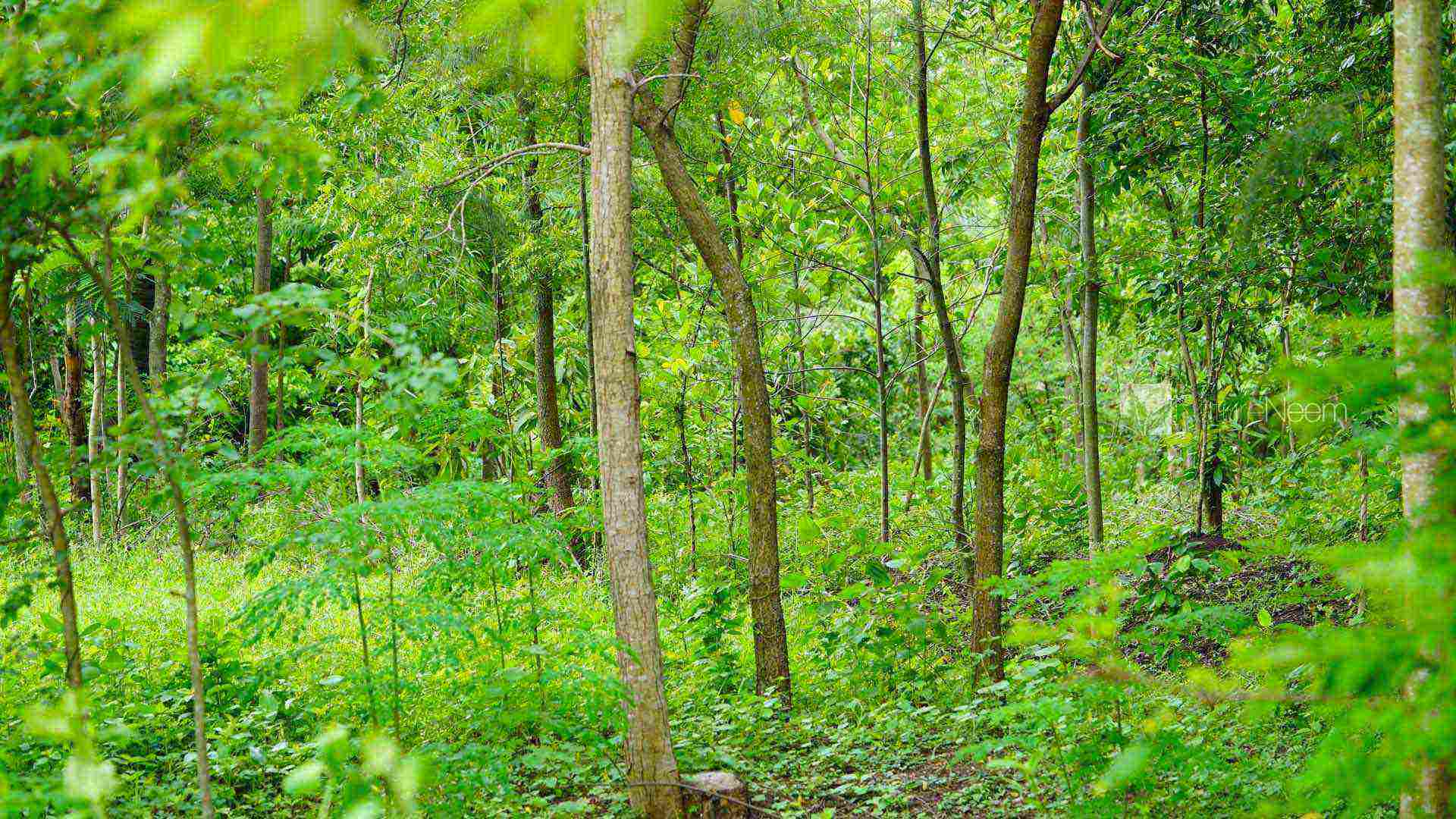 Nature Neem für die Natur