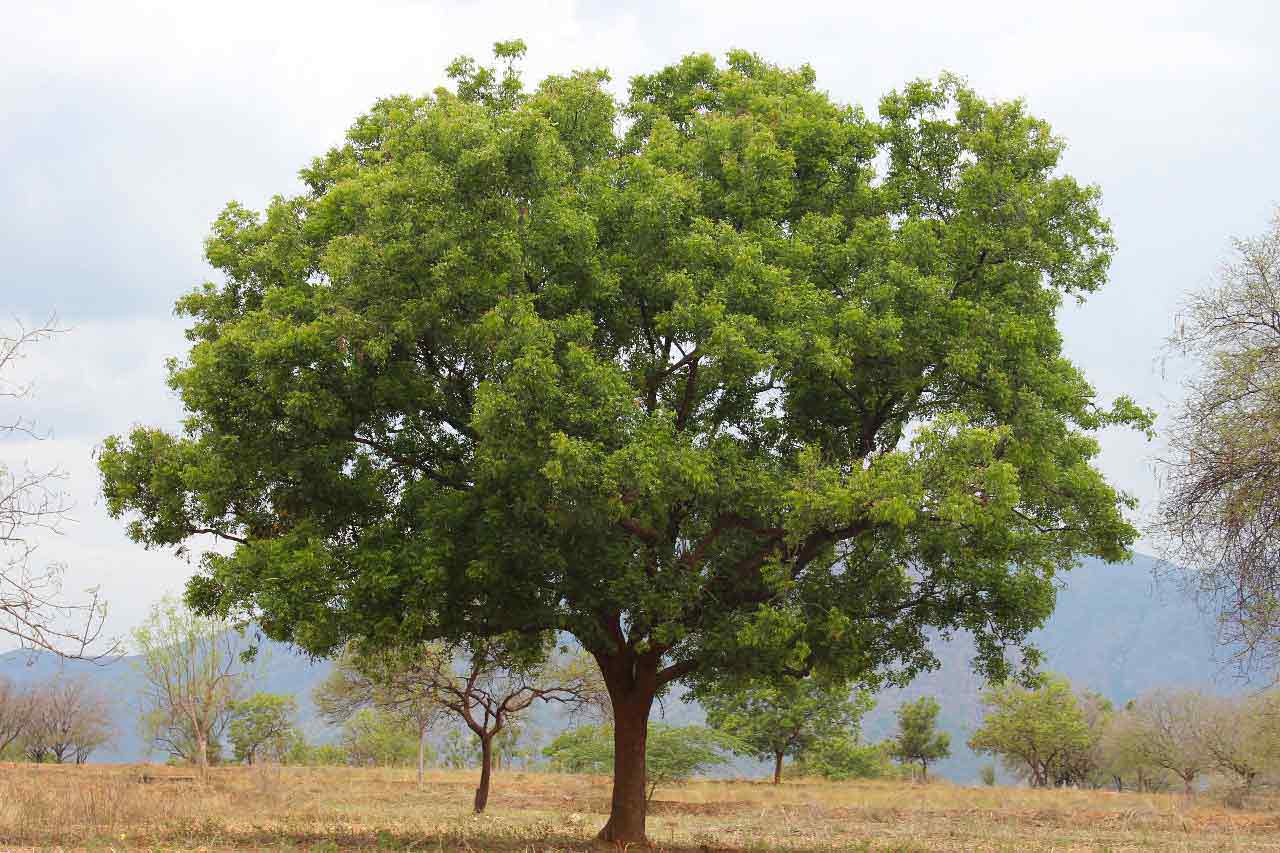 Neem, ein allmächtiger Baum