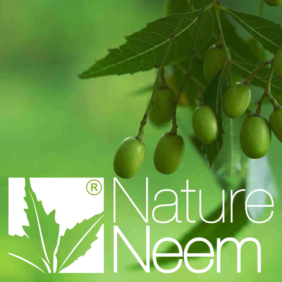 effect-of-neem-seed-cake-in-organic-agriculture