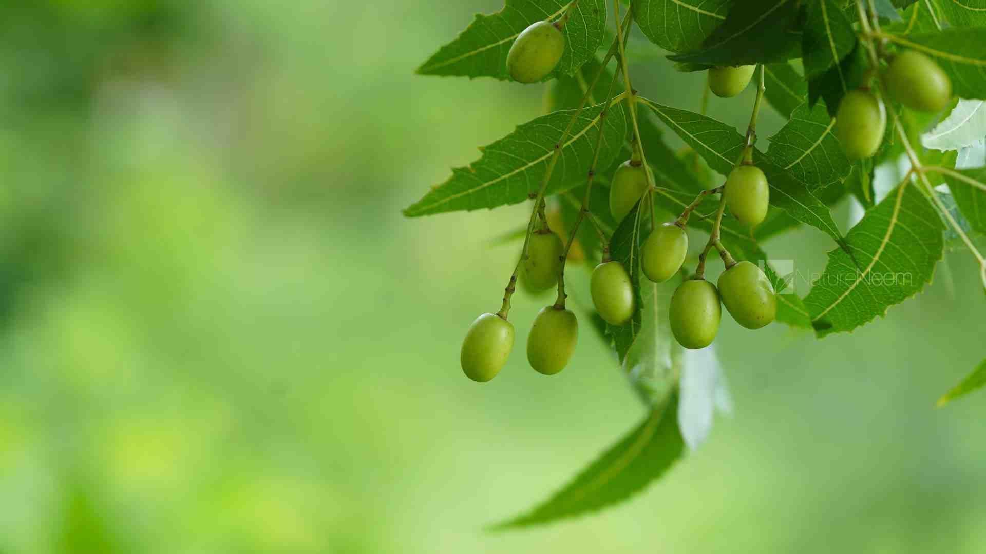 NatureNeem Nature’s Best Boon for Mankind